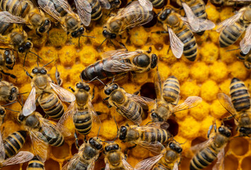 Queen bee the mistress of the colony of bees.
Working bees look after their queen.