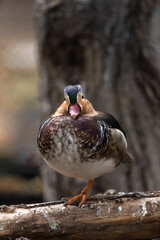 Mandarin duck stands on a branch