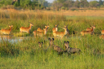 African Wild Dogs Hunting Lechwe
