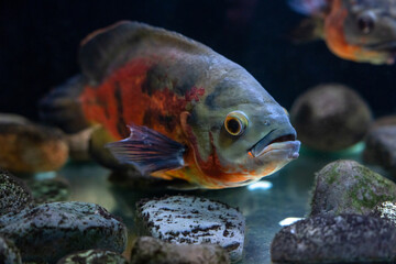 Fototapeta premium Fish in an aquarium