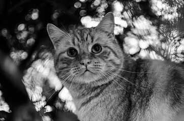  Portrait of an adult cat in black and white of a cat outdoors