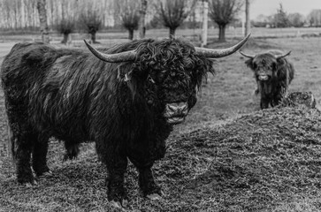 scottish highland cow	