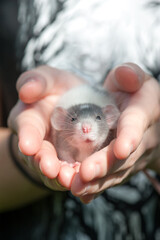 Portrait of small dumbo rat safely sitting in human palms