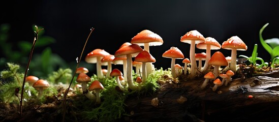 Fungiculture is the enjoyable cultivation of mushrooms and other fungi. - obrazy, fototapety, plakaty