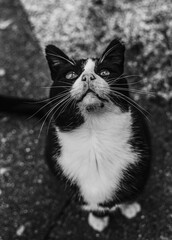  Portrait of an adult cat in black and white of a cat outdoors