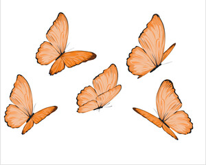 autumn leaves collection orange butterfly