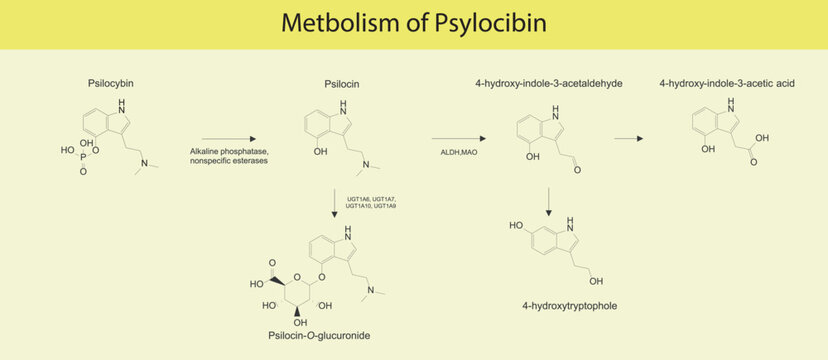 Diagram showing metabolism of Psilocybin metbolic pathways via alkaline phosphatase, esterases, MAO, UGT and more. Biotransofrmation.Scientific illustration on yellow background.