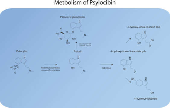 Diagram showing metabolism of Psilocybin metbolic pathways via alkaline phosphatase, esterases, MAO, UGT and more. Biotransofrmation.Scientific illustration on blue background.