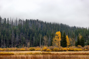 Landscape autumn scenery along the McKenzie Pass in Oregon, USA