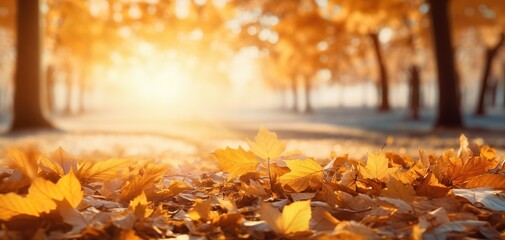 Beautiful autumn landscape with yellow leaves and sun. Colorful foliage in the park. Falling leaves natural background