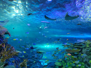 Fototapeta na wymiar Salt water aquarium