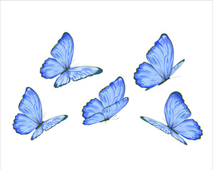 collection of butterflies