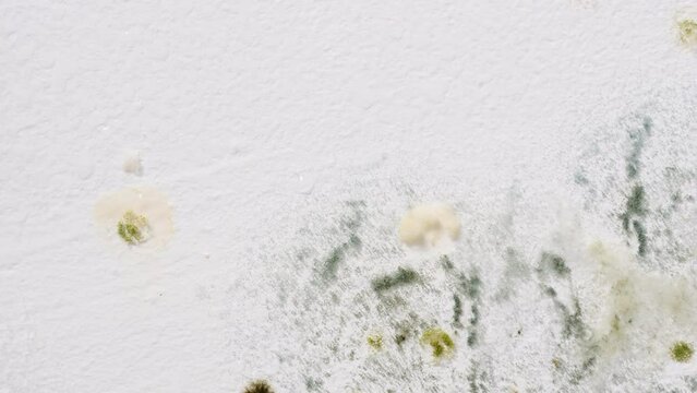 Mould and fungus growth on wall surface. Problem of ventilation and dampness in home interior.