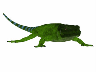 Chuckwalla Lizard Green - This cold blooded predatory lizard is found in the United States and Mexico.