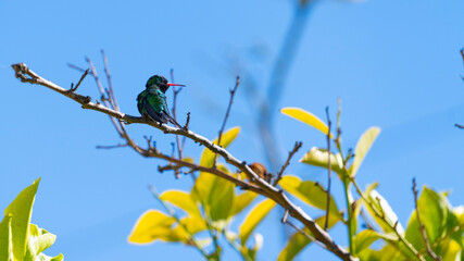 Hummingbird on tree branch - PP (horizontal)