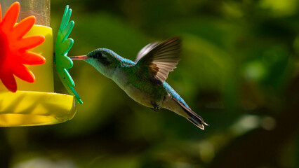 Hummingbird drinking water - PPP (horizontal) © Rodrigo