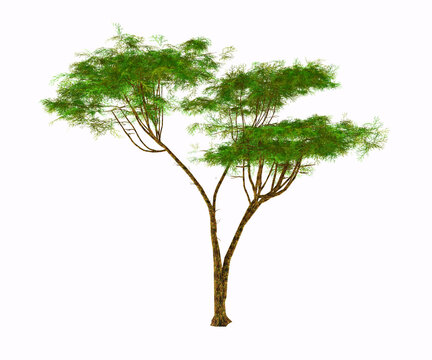Umbrella Acacia Tree - The Umbrella Acacia thorn grows as a tree, shrub or bush in Africa and has fruit-bearing seed pods eaten by the wildlife.