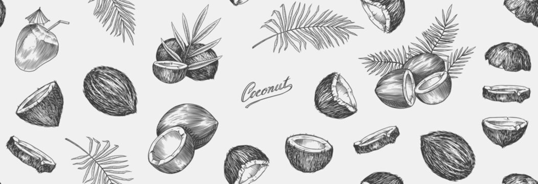 Coconut sketch. Tropical food and palm leaf. Retro ink style. Hand drawn vector illustration for market, menu, label. Organic product in ink and grunge style. 