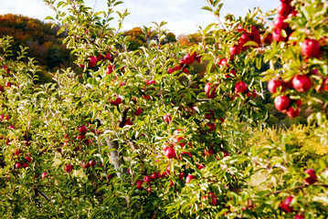 Apple trees in orchard. Idared cultivar.