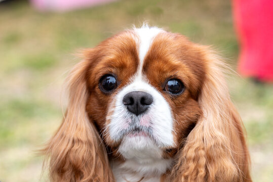 Portrait of cavalier king charles spaniel dog.