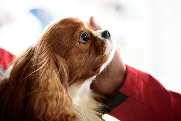 Portrait of cavalier king charles spaniel dog.