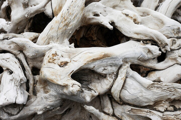 Old tree branch on the beach texture. Closeup aged wood. Dead tree roots. Twistes wood branches. Bright white tree wood.