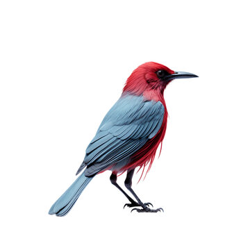red cardinal bird on transparent background PNG image