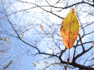 冬の日の桜の葉