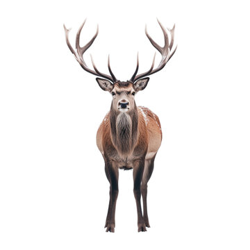 deer on transparent background PNG image