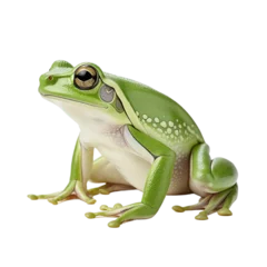 Tuinposter frog on transparent background PNG image © Png Store x munawer