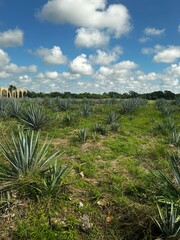 agave field in the valley