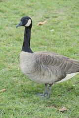 Canadian goose at Stanley Park in Vancouver, British Columbia, Canada