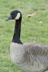 Canadian goose at Stanley Park in Vancouver, British Columbia, Canada