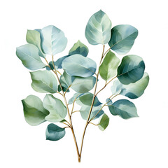 Eucalyptus vector watercolor. Green leaf branches, Silver dollar greenery, natural leaves fashion, background