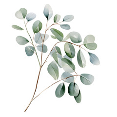 vector isolated illustration of a eucalyptus plant