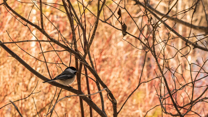 Walking in a winter day