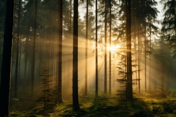 Enchanting sunbeams filtering through a dreamy misty forest with mesmerizing sun light rays