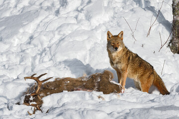 Coyote (Canis latrans) Stands Over Body of White-Tail Deer Winter