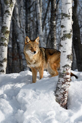 Coyote (Canis latrans) Stands Behind Birch Tree Looking Right Winter