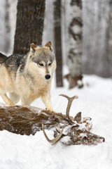 Grey Wolf (Canis lupus) Runs Up to Body of White-Tail Deer Winter
