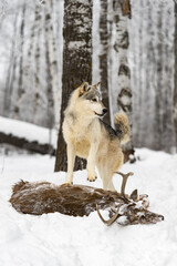 Grey Wolf (Canis lupus) Stands Atop Body of White-Tail Deer Winter