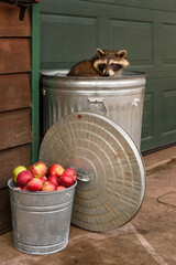 Raccoon (Procyon lotor) Looks Back Over Shoulder While Sitting in Garbage Can