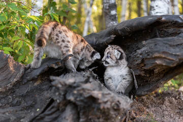 Cougar Kitten (Puma concolor) Looks at Sibling Crawling Into Log Autumn
