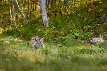 Cougar Kitten (Puma concolor) Walks Alone Down Forest Trail Autumn