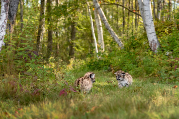 Cougar Kittens (Puma concolor) on Forest Trail Turn to Look At Each Other Autumn