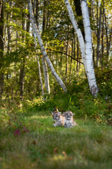 Two Cougar Kittens (Puma concolor) Together on Forest Trail Autumn