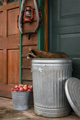 Raccoon (Procyon lotor) Lays Flat Out on Top of Garbage Can