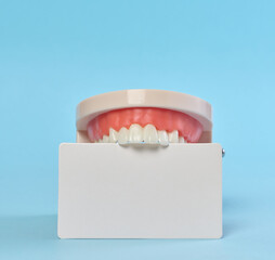 Plastic model of a human jaw and a blank white business card on a blue background