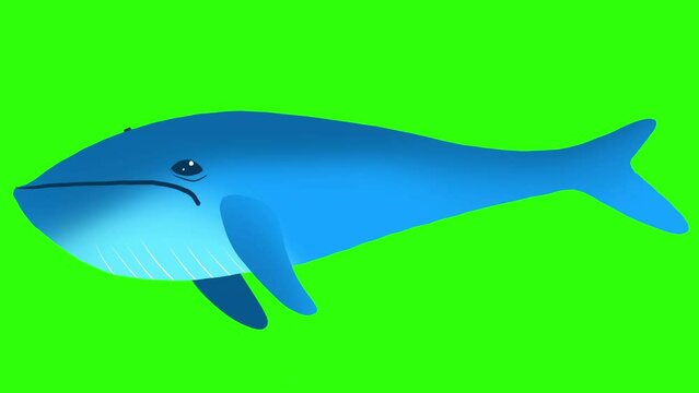 A cartoon blue whale swims on a green screen. Cute ocean character moving in the water. 2D whale in 4K with alpha channel.