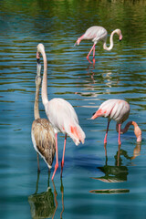 Feeding young bird group of flamingos in the lake